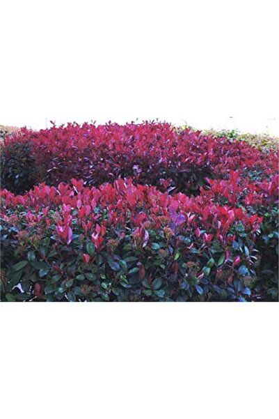 1001fidan Photinia Fraseri Alev Ağacı Alev Çalısı Fidanı