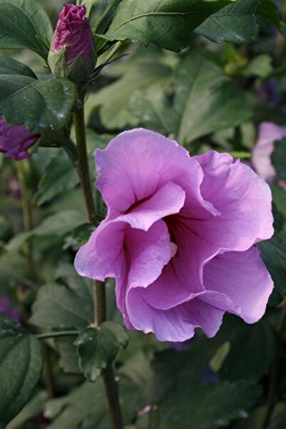 1001fidan Hibiscus Syriacus Pink Flirt Gül Hatmi Fidanı