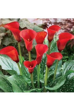 1001fidan Calla Zantedeschia Kala Cala Gala Cice i Patatesi Yumrusu Red Alert Fiyat Yorumlar Trendyol