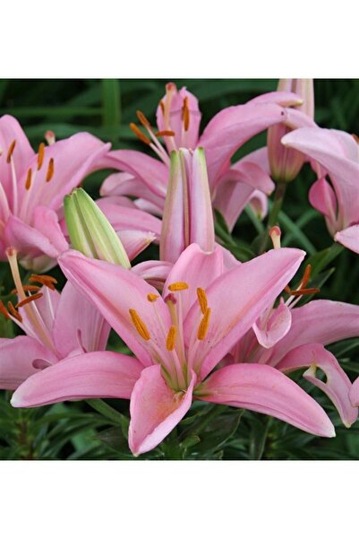 1001fidan Lilium Lilyum Zambak Soğanı - Silla