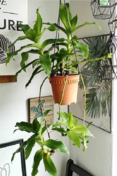 1001fidan Callisia Fragrans Ahtapot Çiçeği Fidesi