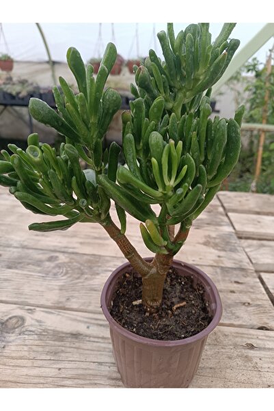 PLANTİS BOTANİK Crassula Ovata Gollum 13 Cm Saksılı Şrek Kulağı Sukulent