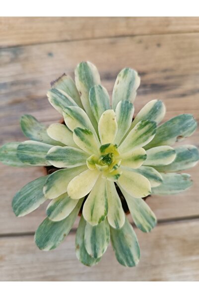 PLANTİS BOTANİK Aeonium Suncup 5,5cm saksılı sukulent