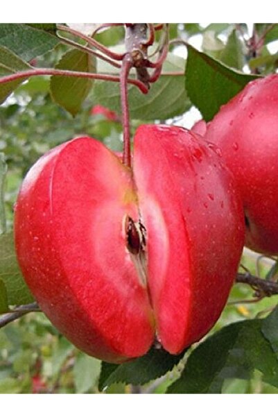 3 YAŞ içi dışı kırmzı POSOF ELMA fidanı 100-130 cm