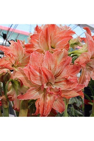 1001fidan Hippeastrum Amaryllis Soğanı (GÜZEL HATUN ÇİÇEĞİ SOĞANI) Lady Jane