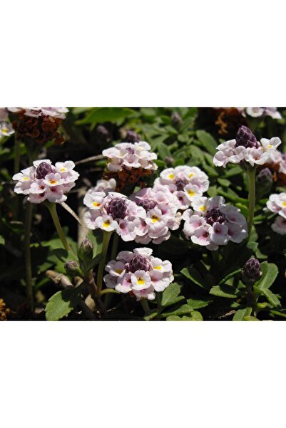 1001fidan Lippia Repens Libya Çimi