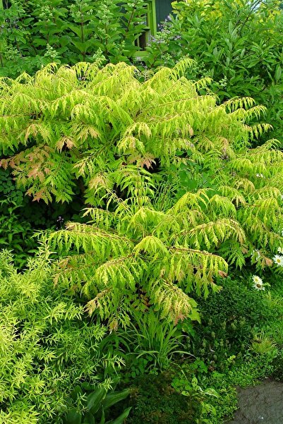 1001fidan Rhus Typhina Tül Yapraklı Sumak Fidanıtiger Eyes