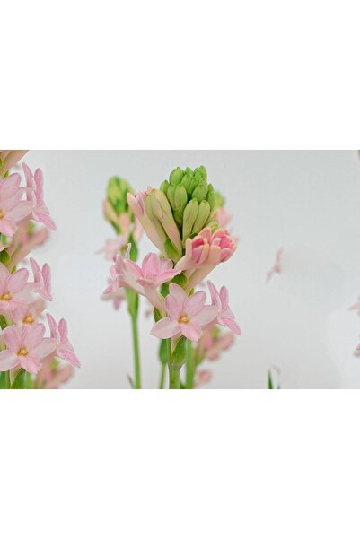 1001fidan Polianthes tuberosa sümbül teber sümbülteber soğanı-Sensation