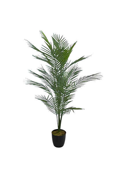 ERHAN FLOWERS CÜCE HURMA AĞACI