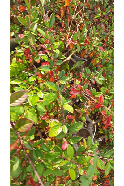 bahçevilya Söğüt Yapraklı Dağ Muşmula fidanı 2 yaşında tüplü