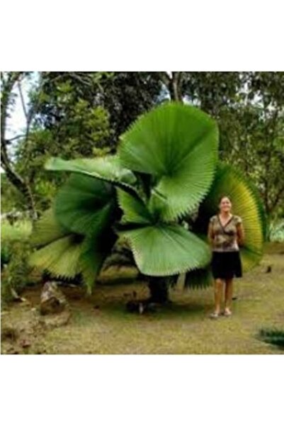 Köy Tohumları 2 Adet Tohum Organik Hobi Bahçe Bodur Liviston Süs Palmiye Ağaç...