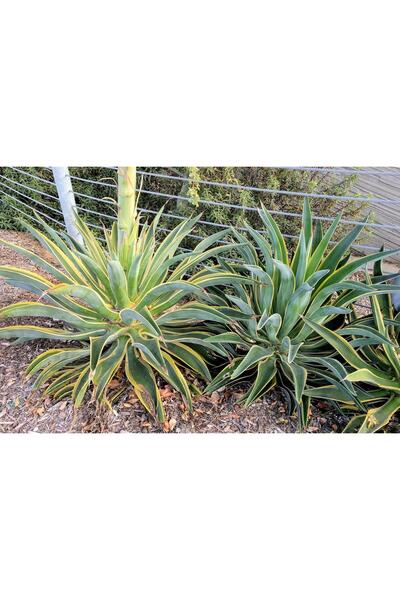 1001fidan Agave desmettiana variegata Alaca İbrik Yapraklı Agav fidanı