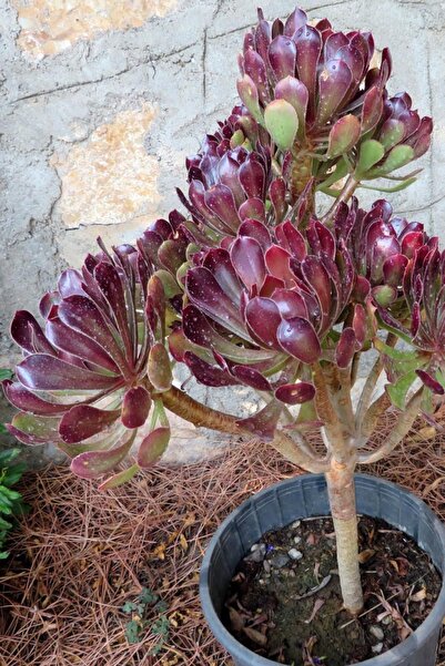 1001fidan Aeonium Arborea Atropurpureum Ağaçsı Aenyum Fidesi