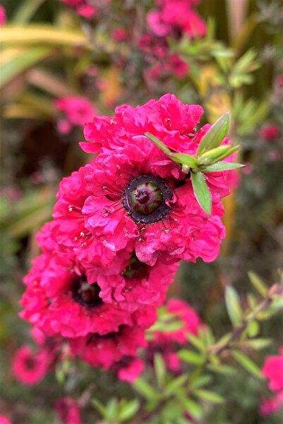 1001fidan Leptospermum Scop. Ruby Glow Okyanus Mersini Manuka Çay Ağacı