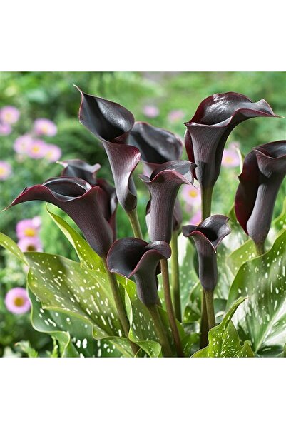 1001fidan Calla, Zantedeschia Kala Cala Gala Çiçeği Patatesi, Yumrusu Cantor