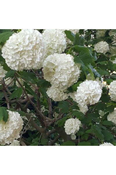 doğaşık Manolya Yapraklı Kartopu Fidanı - Herdem Yeşil ve Gösterişli 3 yaşında