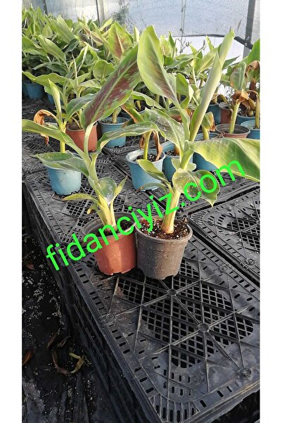 AYDOĞDU saksıda bodur muz fidanı