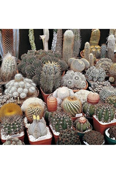 Köy Tohumları 20 Adet Tohum Nadir Karışık Kakdüs Kaktus Çiçek Tohum Saksı Top...