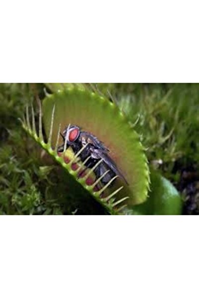 Köy Tohumları 5 Adet Tohum Nepenthes Sinek Kapan Etobur Etçil Bitki Saksı Top...