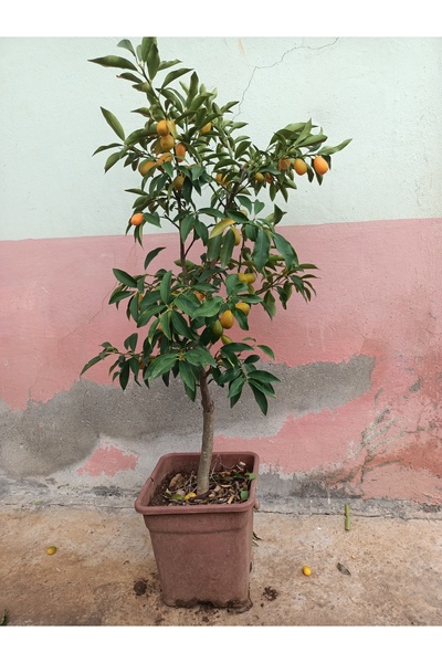 Uzunlar Fidancılık KAMKAT AĞACI ÖZEL SAKSILI MEYVELİ