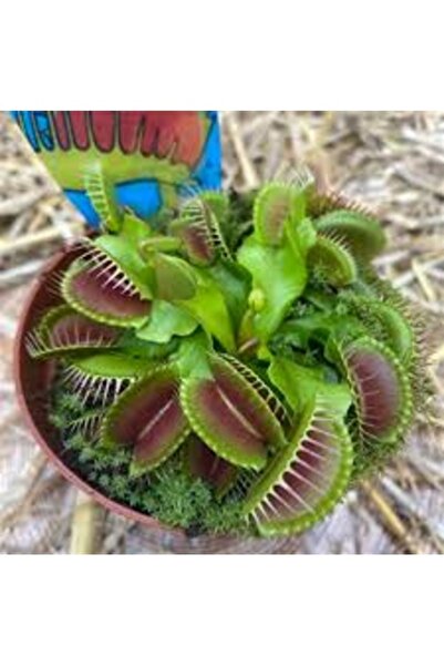 Köy Tohumları 50 Adet Tohum Sinek Yiyen Nepenthes Sinek Kapan Etobur Etçil Bitki Çiçek İthal Tohum