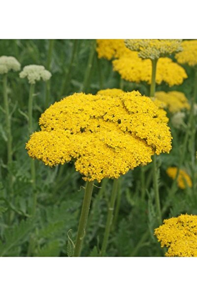 Köy Tohumları 10 Adet Tohum Organik Hobi Bahçe Sarı Civan Perçemi Çiçeği Tohu...