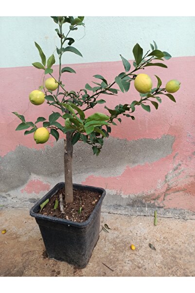 Uzunlar Fidancılık LİMON AĞACI SAKSILI MEYVELİ