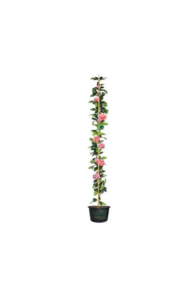 serada decor & plant Videolu Pembe Gül Fidanı Yediveren Sarmaşık Mis Kokulu 7...
