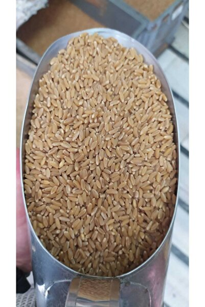 Fauna Pet Supplies PAKETLENMİŞ Güvercin Kuş Tavuk Yemi Makarnalık Sert Buğday...