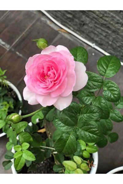 Bitkim Sende Videolu Pembe Yediveren Gül Fidanı (10-15 CM) Saksılı 1 Adet Aşı...