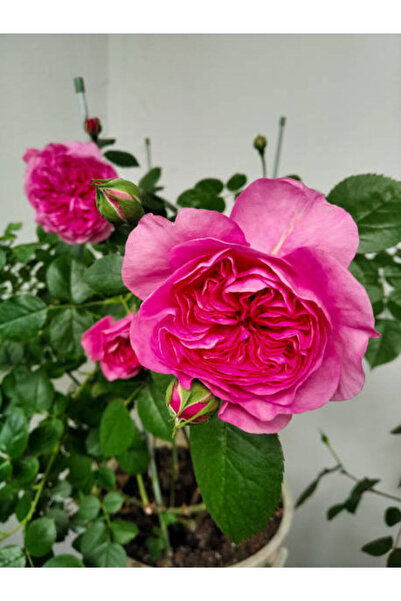 Bitkim Sende Videolu Yediveren Pembe (10-15 CM) Saksılı Aşılı Gül Pink Rose