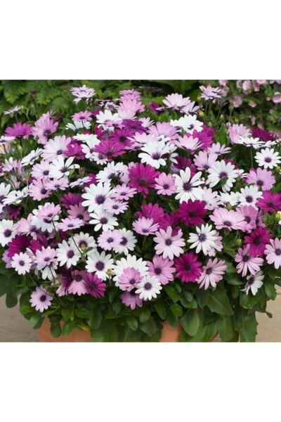 serada decor & plant Videolu Bodrum Papatyası 20-40 Cm Kalıcı Bol Tomurcuklu ...
