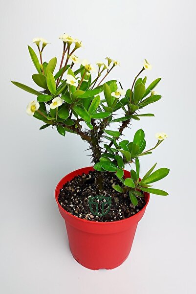 Bitkim Sende Videolu Sarı Milli Dikenler Tacı Büyük Boy (40 60 Cm) Saksılı Ka...