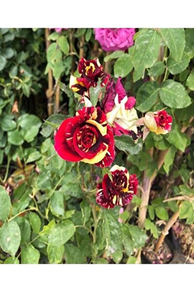 Bitkim Sende Videolu Yediveren Meyland Kırmızı Kokulu Isparta Gülü 1 Adet Sak...