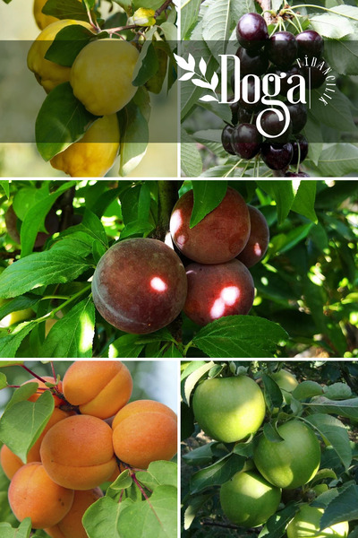 DOĞA FİDANCILIK 5 li Karışık Meyve Fidanı Ayva , Siyah Kiraz , Kırmızı Erik ,...