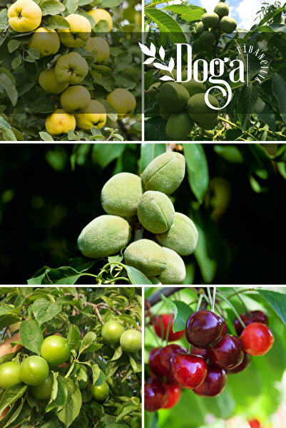 DOĞA FİDANCILIK 5 li Karışık Meyve Fidanı Ayva , Ceviz , Badem , Erik ve Napo...