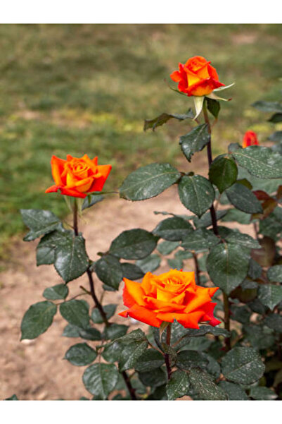 Bitkim Sende Videolu Yediveren Koyu Somon Rengi Gül Fidanı 2 Adet Saksılı/tüplü 35-60 Cm (ORANGE ROSE)