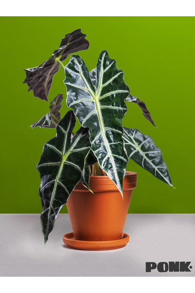 Genel Markalar Alocasia X Amazonica 'polly' / Fil Kulağı / Alocasia / Bitki /...