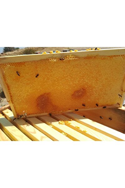 anonim doğal çiçek balı bir petek 2,80kg& 3.500kğ aralıgı