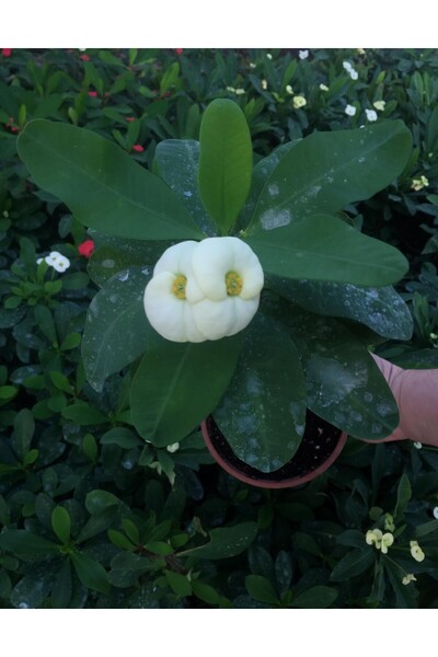 Bitkim Sende Videolu Dikenler Tacı Çiçekli İthal Tayland Milli (30 60 Cm) Sak...