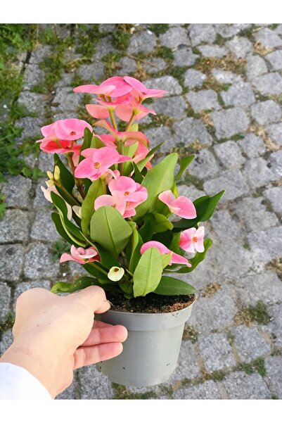 Bitkim Sende Videolu Milli Dikenler Tacı (15 45 Cm) Saksılı Kaktüs Euphorbia