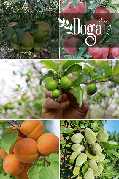 DOĞA FİDANCILIK 5 li Karışık Meyve Fidanı Deveci Armut, Kırmızı Elma , Can Er...