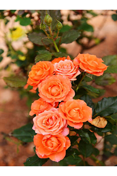 Bitkim Sende Videolu Yediveren Kokulu 1 Adet Somon Gül Fidanı (10-15 CM)saksı...