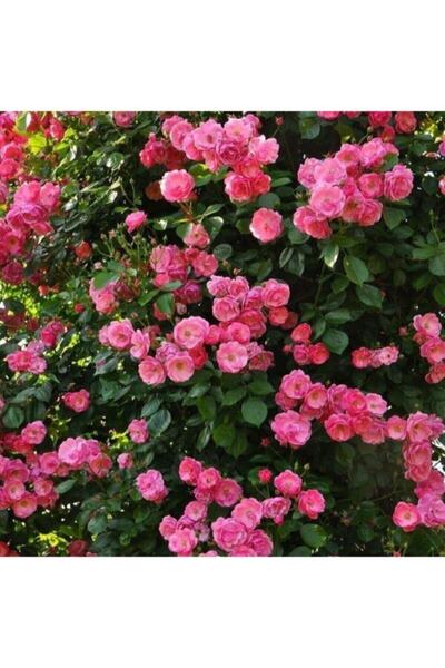 Bitkim Sende Videolu Pembe Sarmaşık Gül Fidanı Yediveren Kokulu 3 Adet Saksıl...