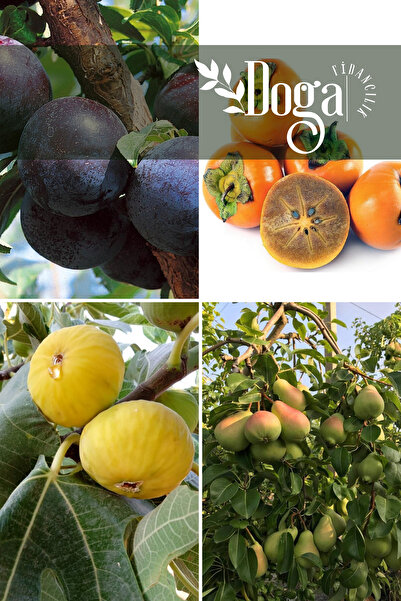 DOĞA FİDANCILIK 4 lü Karışık Meyve Fidanı Kara Erik , Hurma , İncir ve Armut