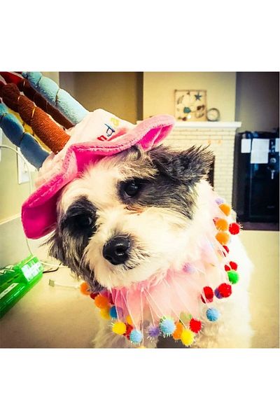 ARDSU Cat Dog Party Hat