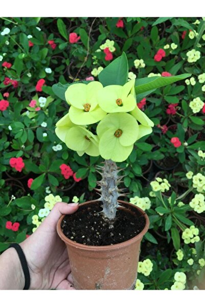 Bitkim Sende Videolu Dikenler Tacı Çiçekli Ithal Tayland Milli  20 40 cm Saks...