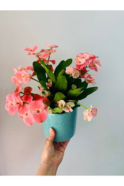 Bitkim Sende Videolu Milli Dikenler Tacı 15 45 cm  Saksılı Kaktüs Euphorbia