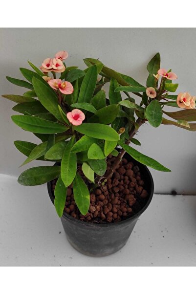 Bitkim Sende Videolu milli Dikenler Tacı (32 45 Cm) Saksılı Euphorbia