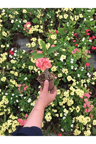 Bitkim Sende Videolu Dikenler Tacı Çiçekli Ithal Tayland Milli (20 40 Cm) sak...